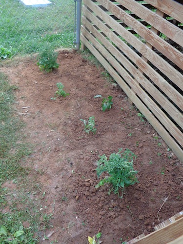 tomato plants in garden 2