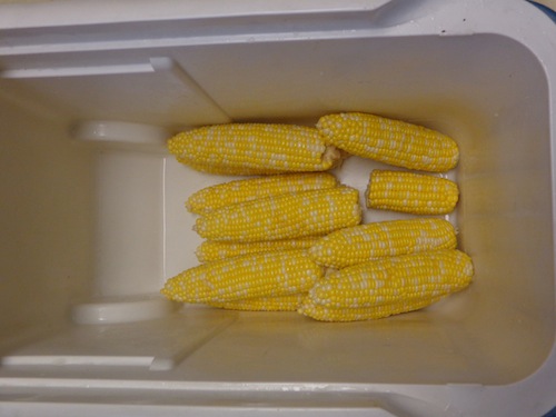 Corn On The Cob In A Cooler