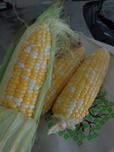 Corn On The Cob In A Cooler