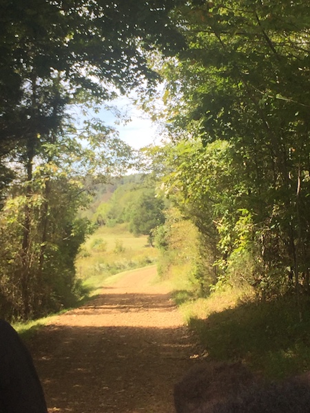 pathway through woods